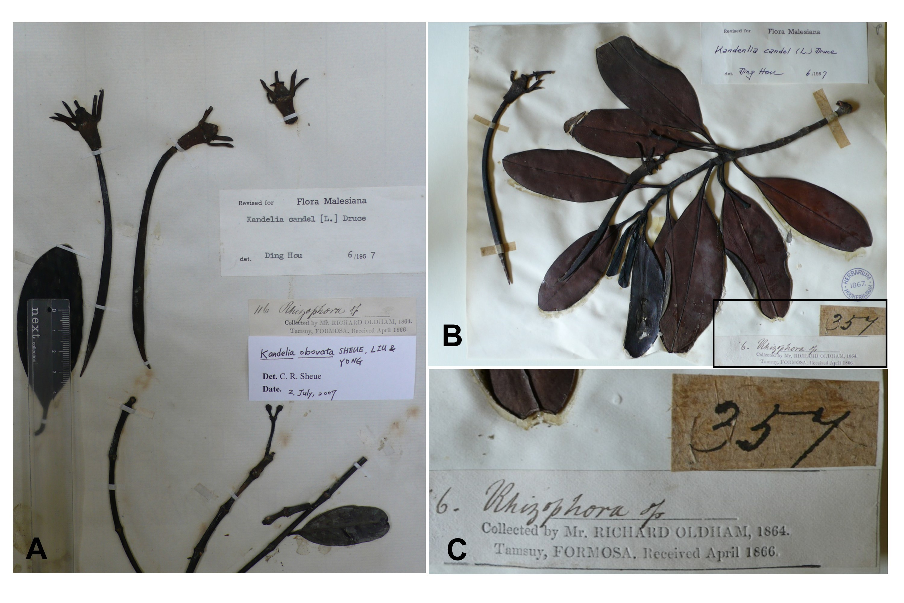 臺灣最早的紅樹植物標本，為1864年採自淡水河口的水筆仔標本，保存於英國自然史博物館和英國皇家邱植物園。（圖片來源：許秋容教授）