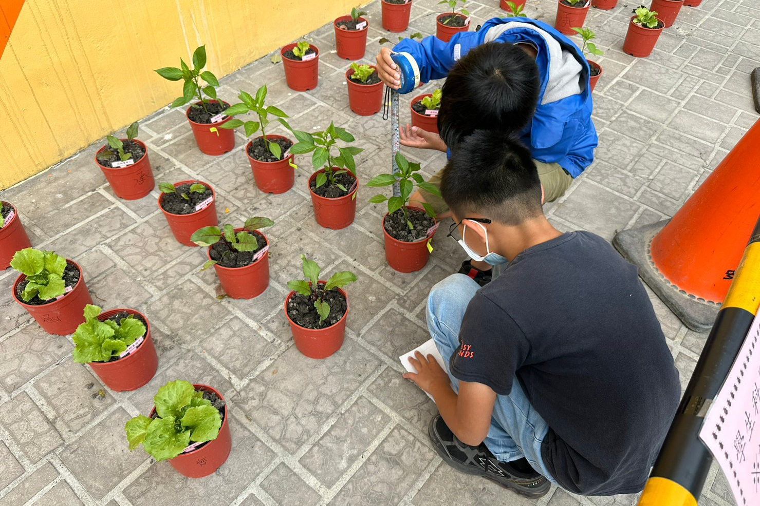 學生記錄蚯蚓糞肥與液肥對不同植物的影響（圖源：文祥國小）