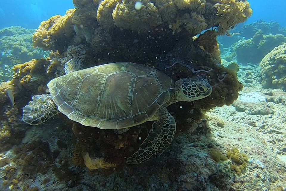 綠島海龜數量穩定，專家呼籲遊客，從事水域活動時，若幸運遇到海龜，切勿碰觸或干擾，在旁靜靜觀賞即可。(趙仁方提供)