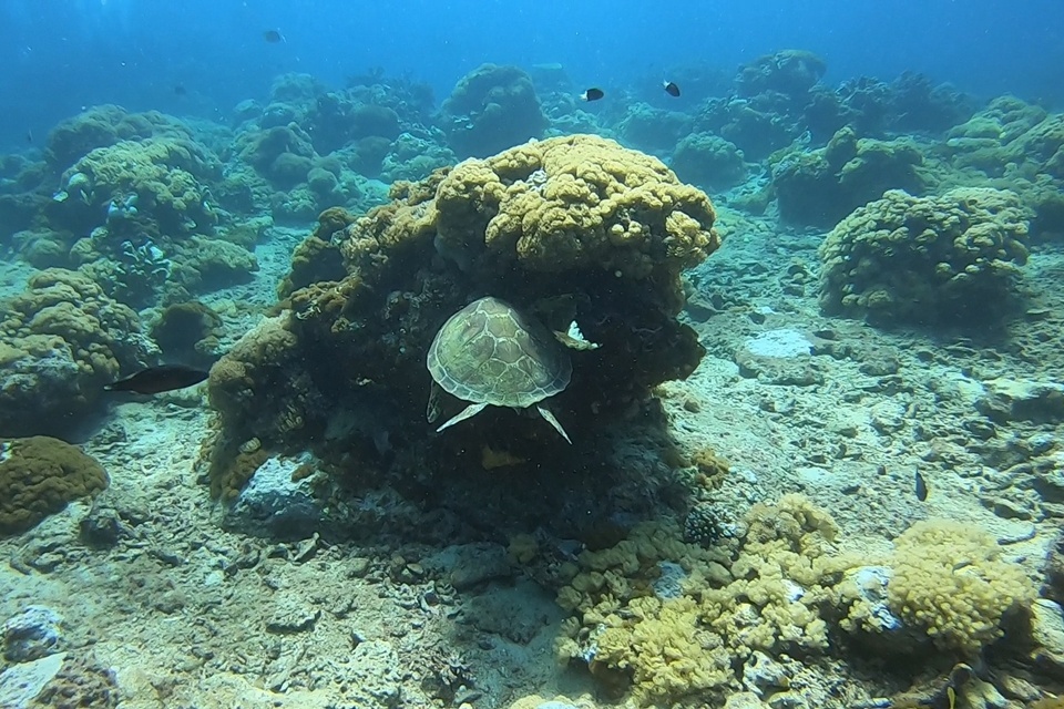 綠島海龜數量穩定，專家呼籲遊客，從事水域活動時，若幸運遇到海龜，切勿碰觸或干擾，在旁靜靜觀賞即可。(趙仁方提供)