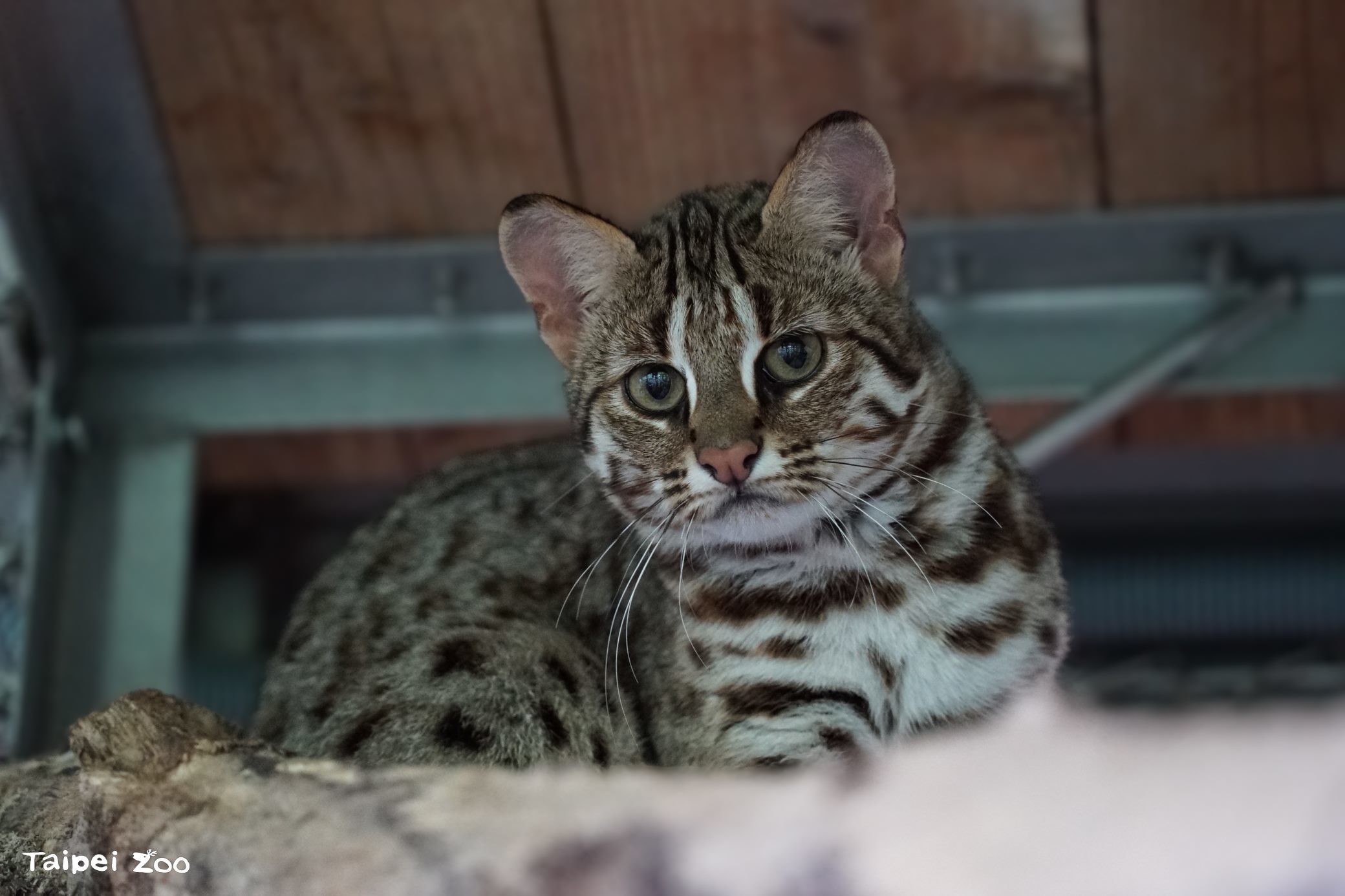 石虎媽媽「春捲」在3月22日順利產下兩隻石虎寶寶，這是「春捲」的第三胎
