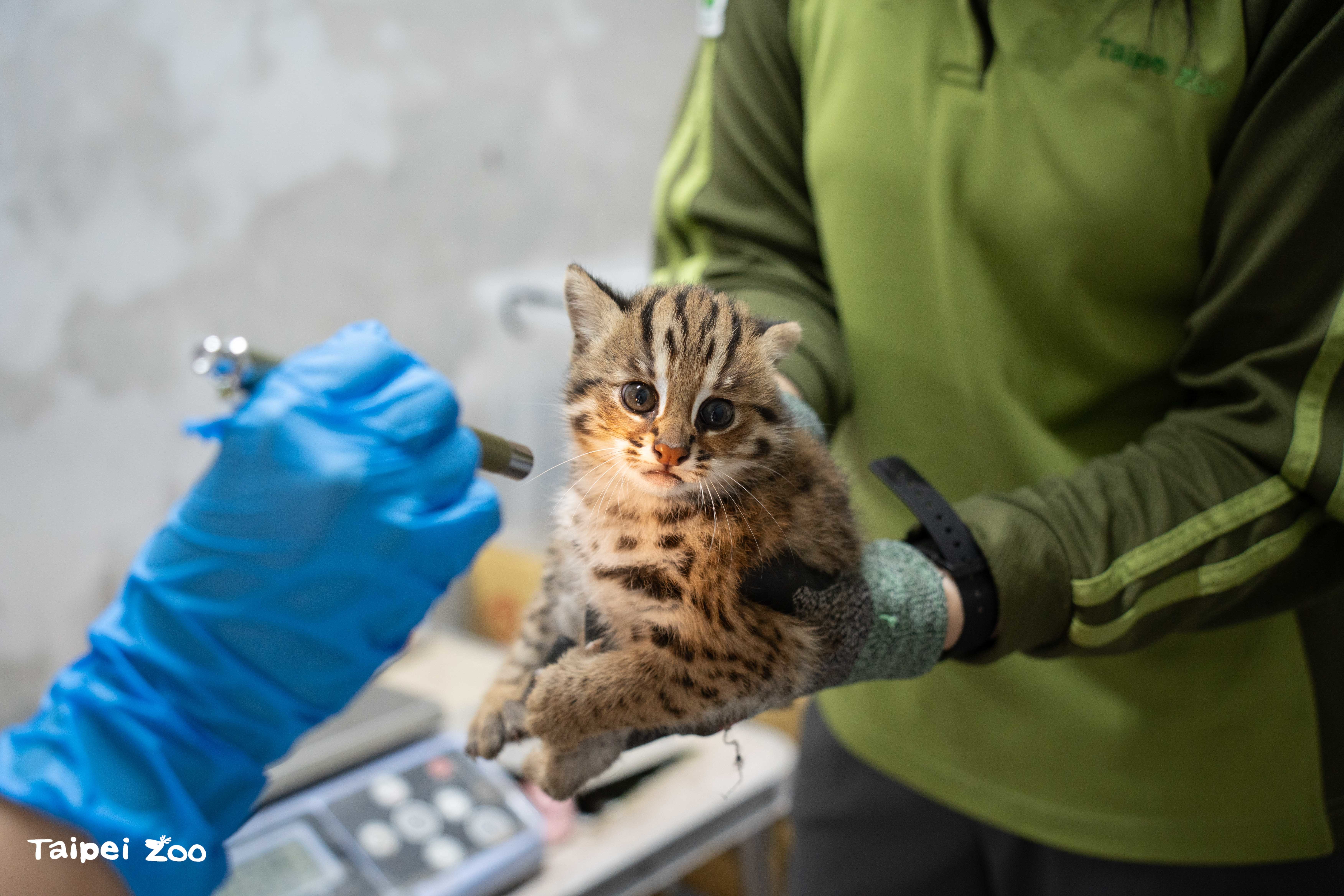 石虎媽媽「春捲」產下2寶，臺北市立動物園邀請大眾一起來為石虎寶寶命名