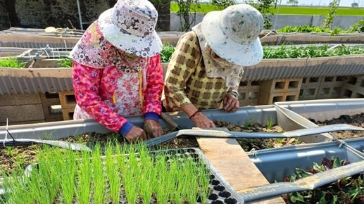 校園中的不彎腰菜園