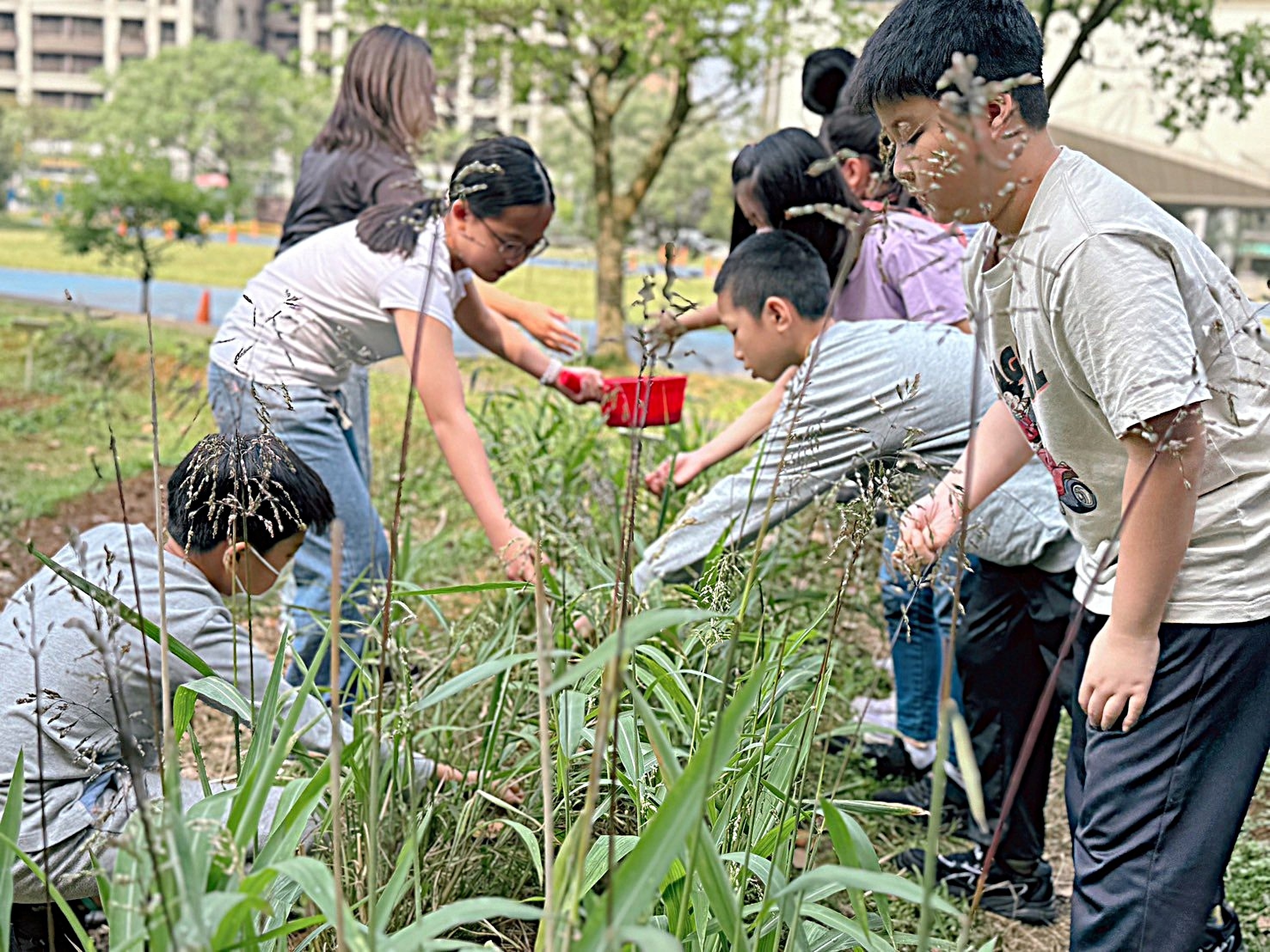 新市國小5年級食農教育進行臺灣油芒除草施肥