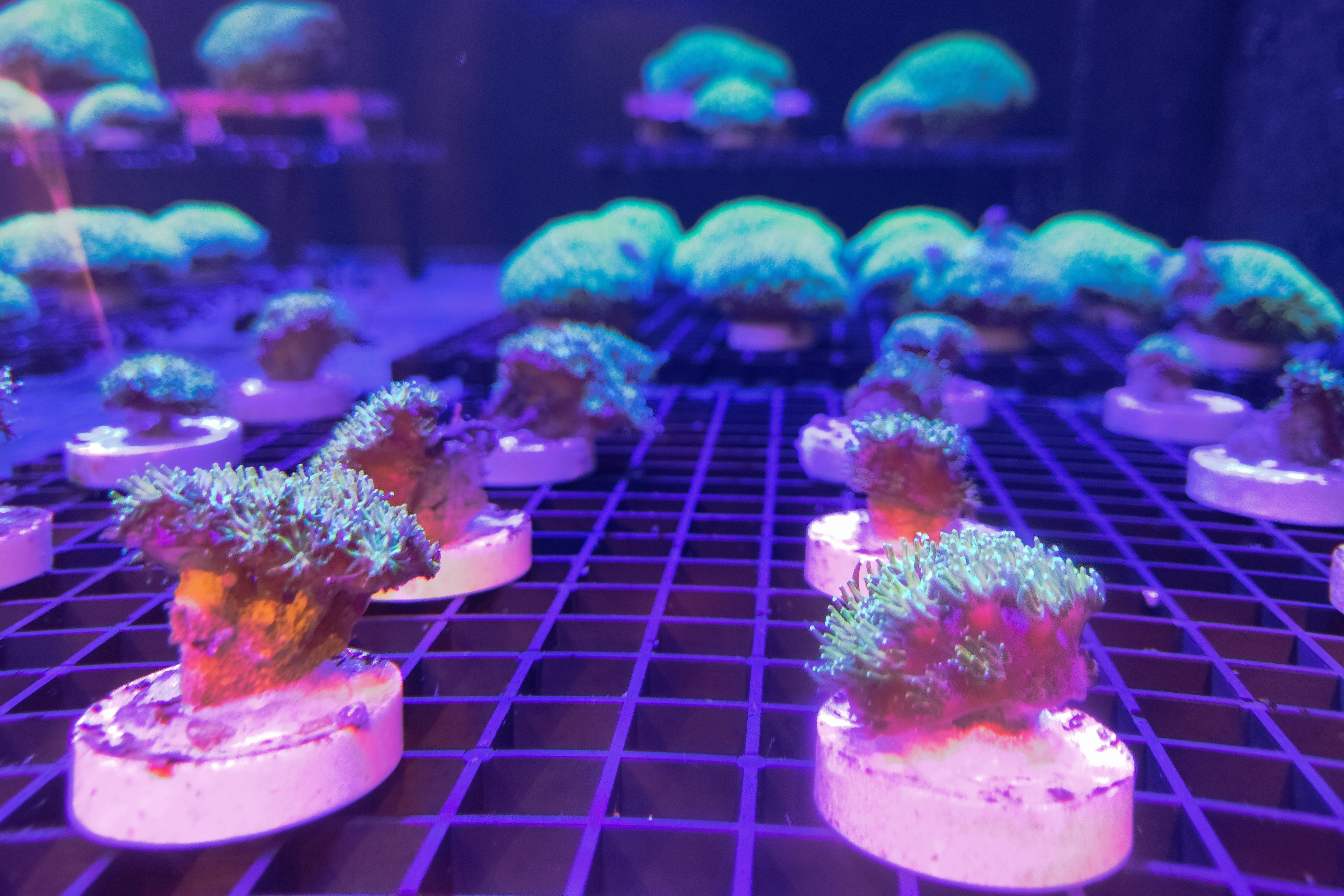 特展呈現珊瑚復育不同成長階段的成果，展現繽紛的海洋生命力