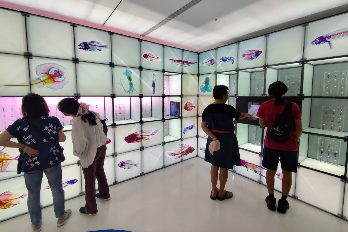 特展展示透明骨骼染色標本，讓遊客了解常見科研標本製作過程