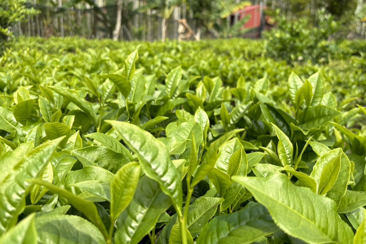 樹德園以自然農法種植安全無毒的茶葉
