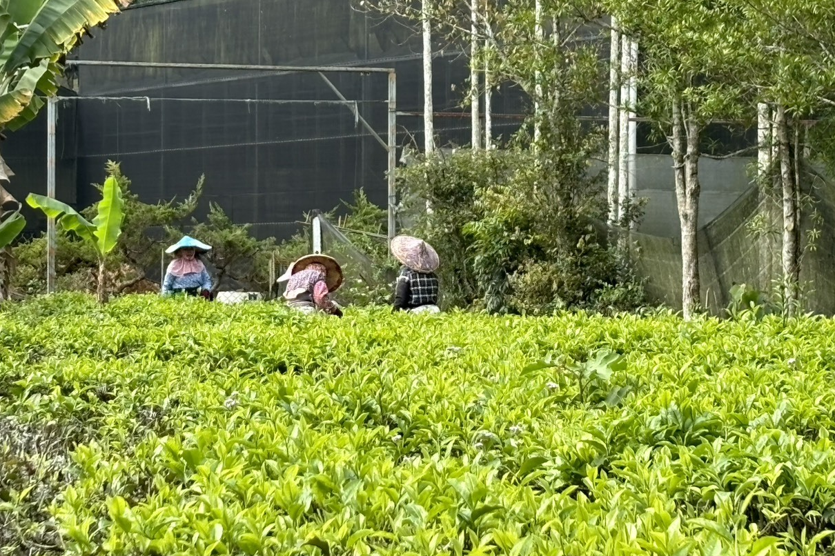 樹德園規劃許多體驗活動讓家長們可以帶著小朋友來認識茶