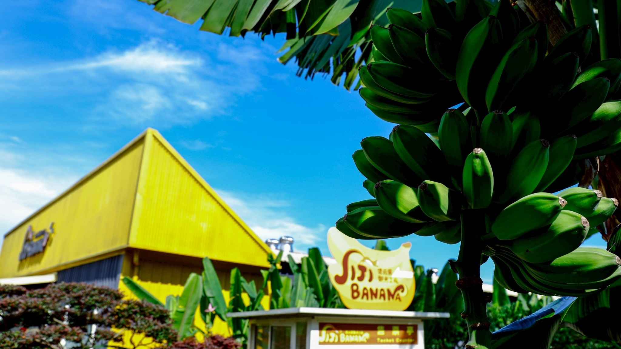 氣候與水土特性使集集山蕉香甜又彈牙(圖片來源：集元果提供)