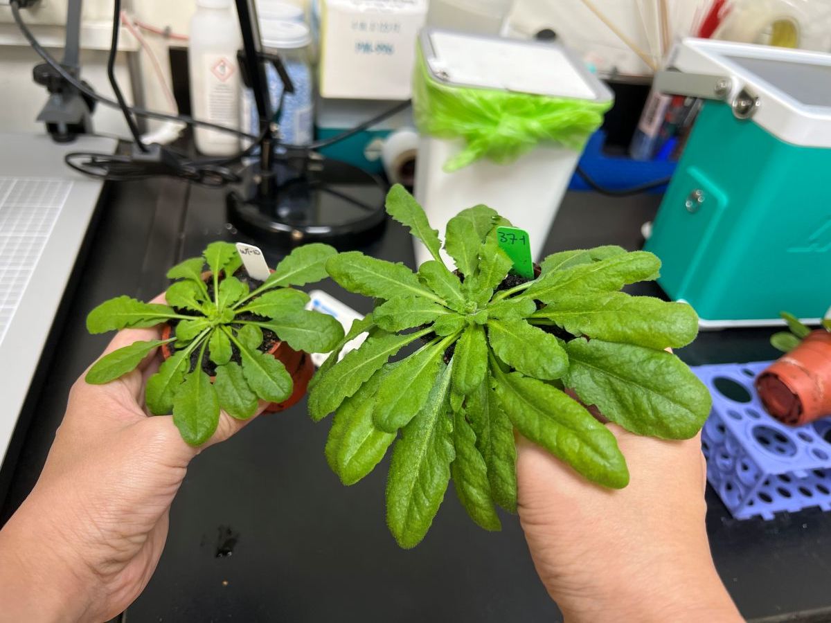 McG植株與野生植株對比