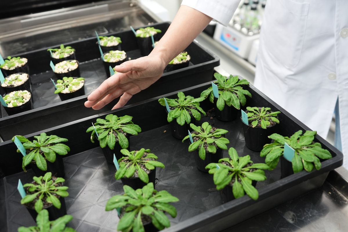 中研院研究團隊以合成生物學方式設計人工固碳系統，創造自然界未曾有的「二碳」(C2)植物