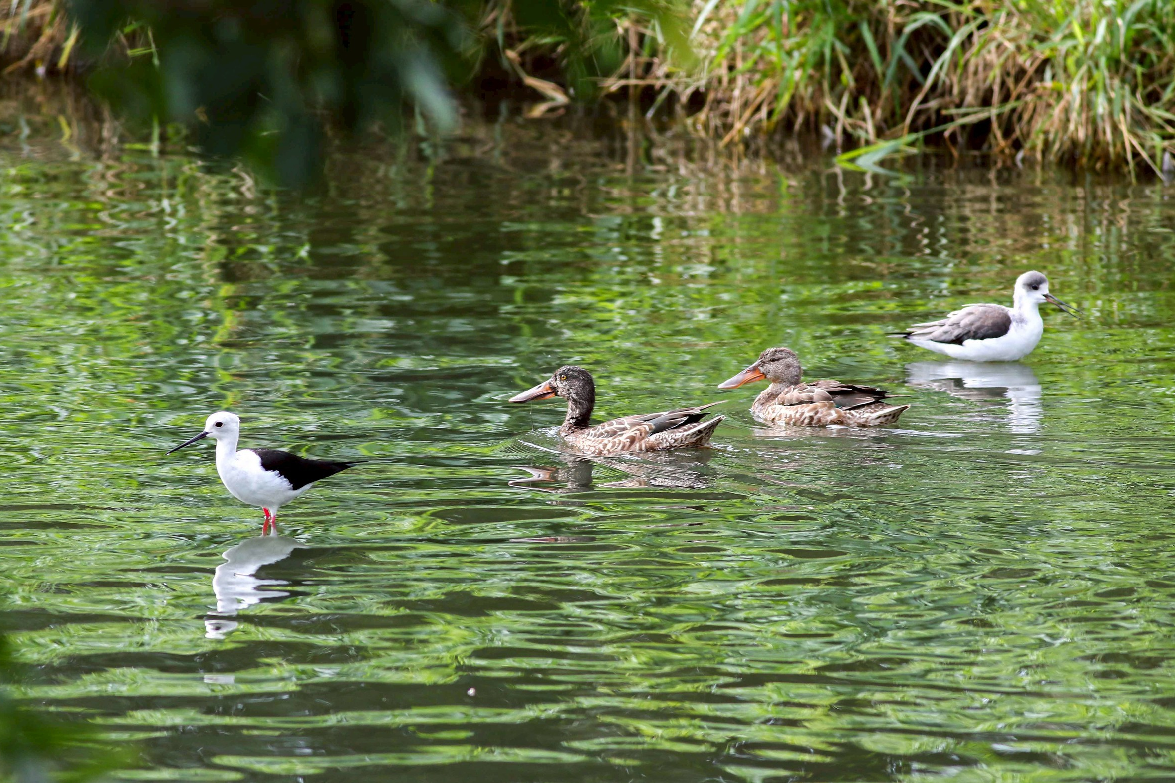 太平溪人工濕地魅力無窮，迎來候鳥。