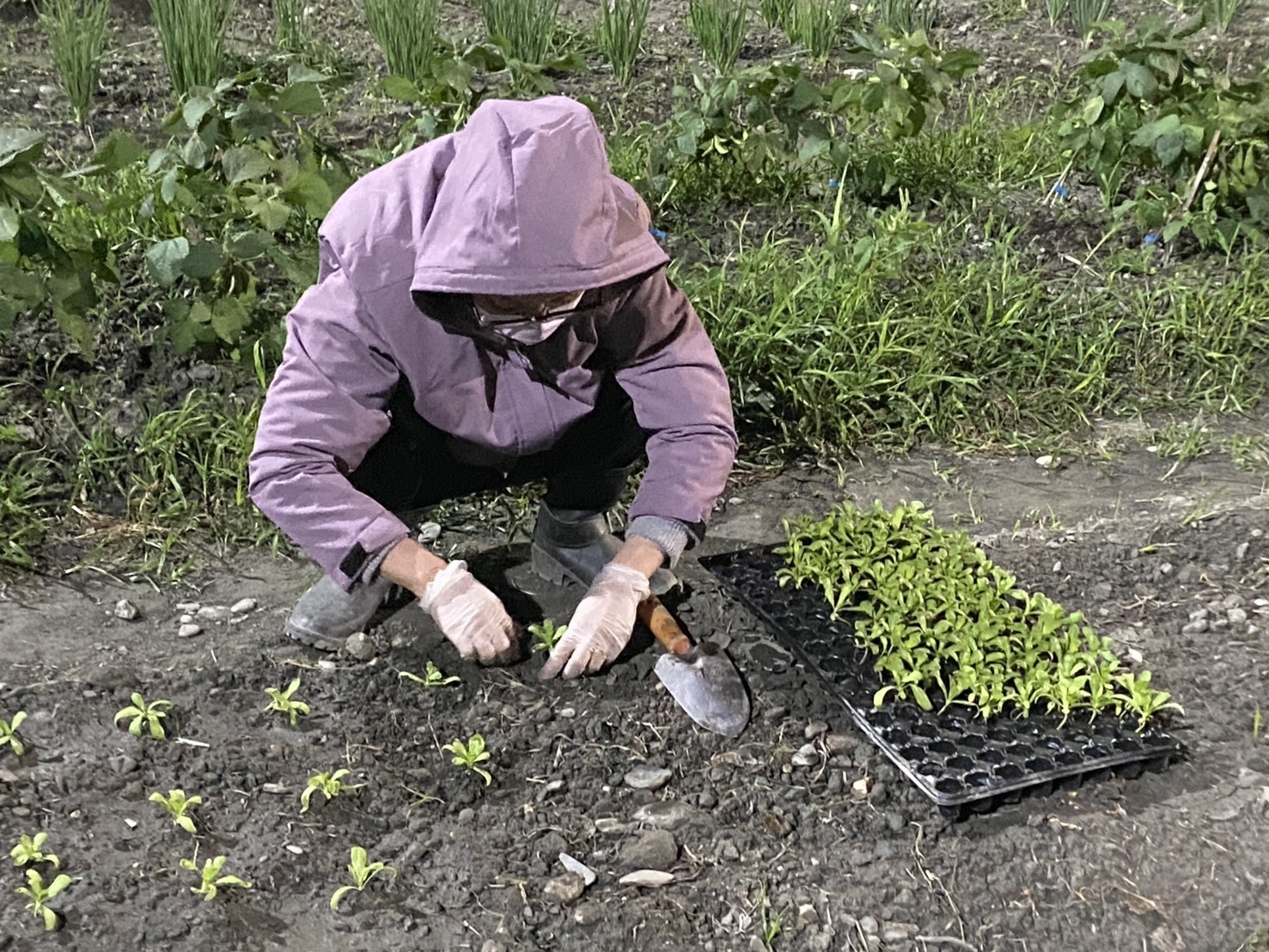 氣溫驟降，公費班同學們穿上厚外套認真種菜。