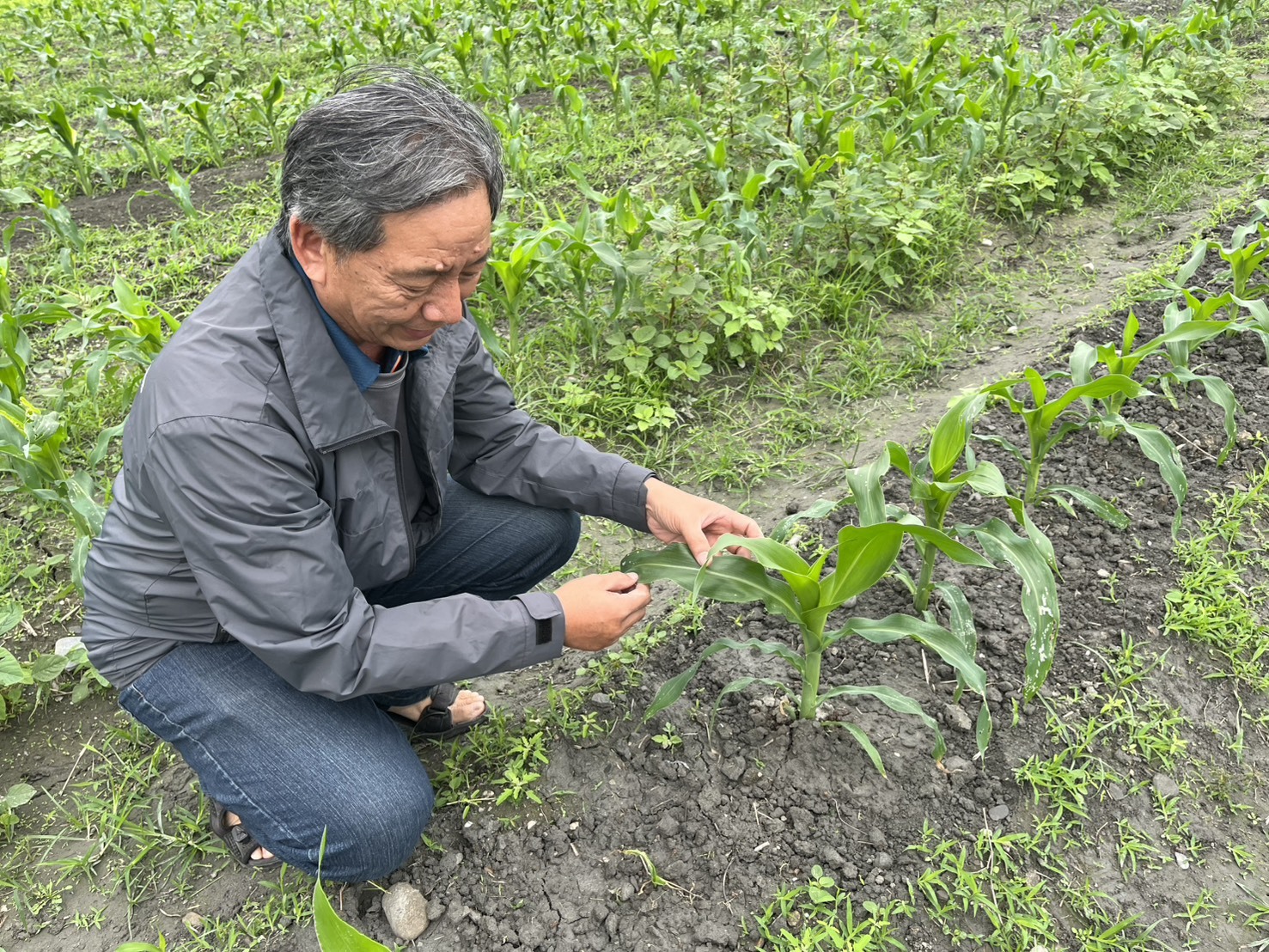 蘇同學說，到田裡巡視農作成為生活的重心。