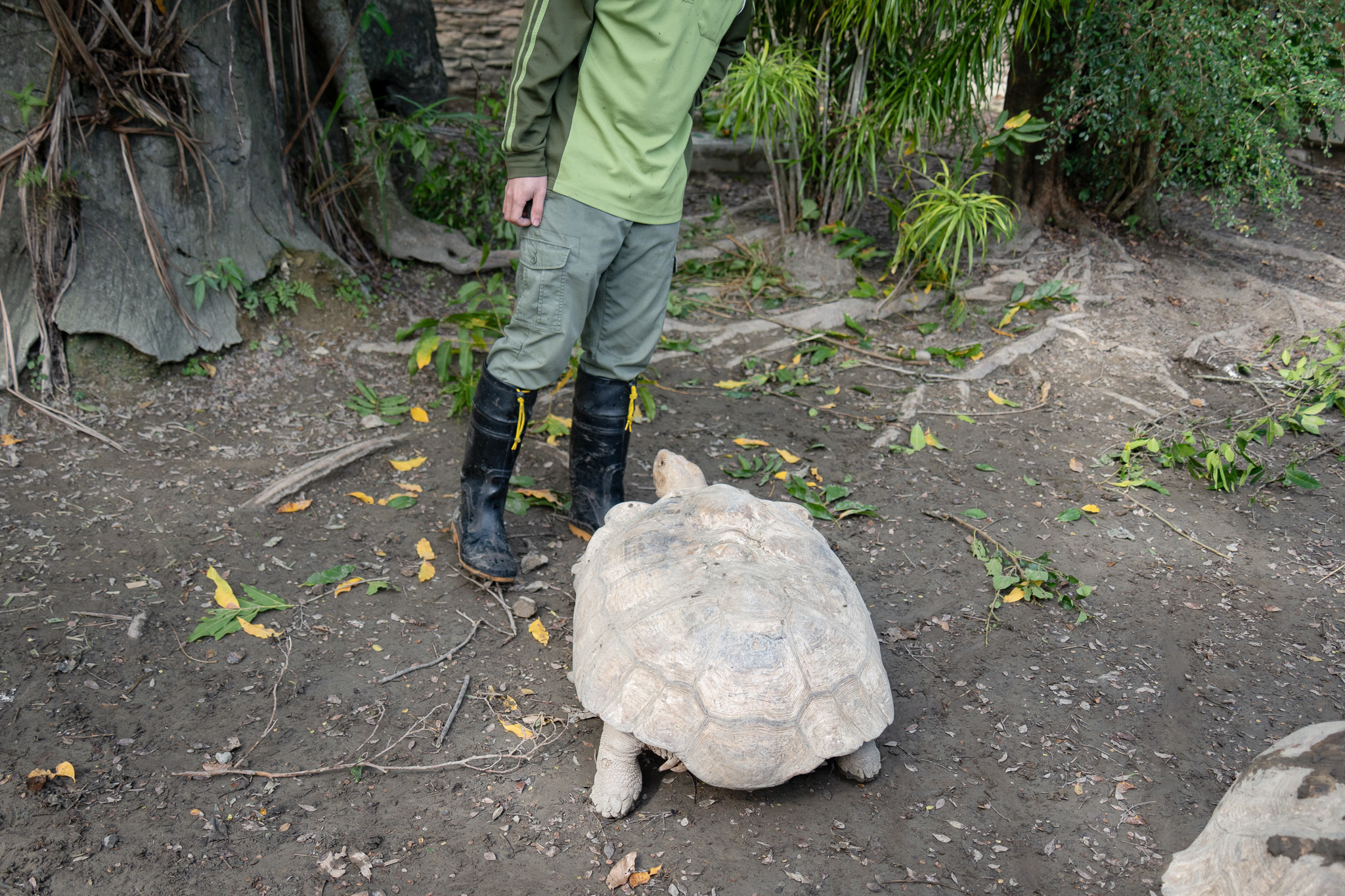 來勸架的保育員常被當成遷怒、攻擊的對象(圖片來源:北市動物園)

