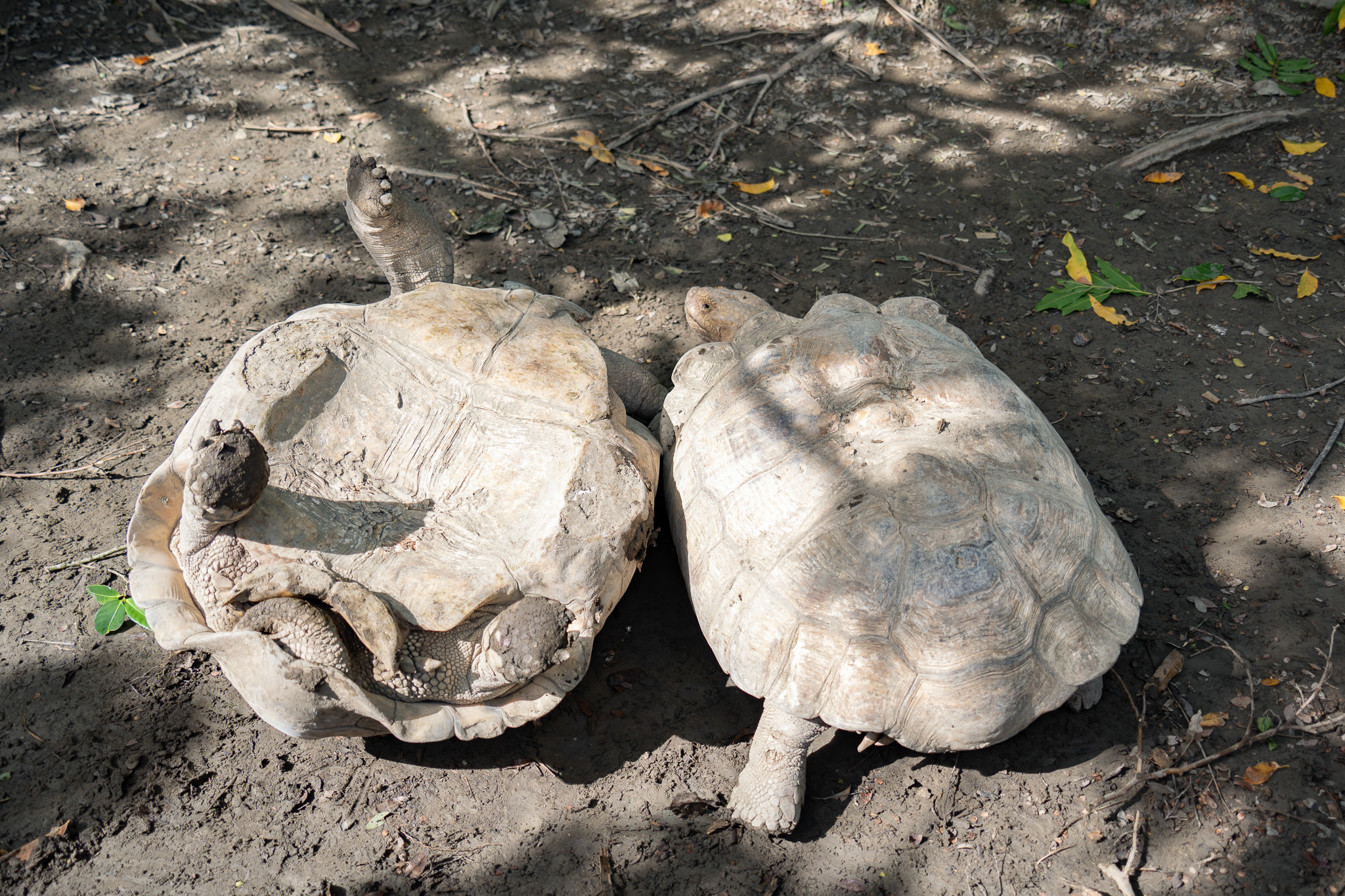 蘇卡達象龜打架翻車影片引發熱議(圖片來源:北市動物園)

