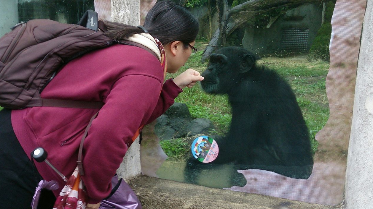 黑猩猩美蘭與人瑄在台北市立動物園.jpg