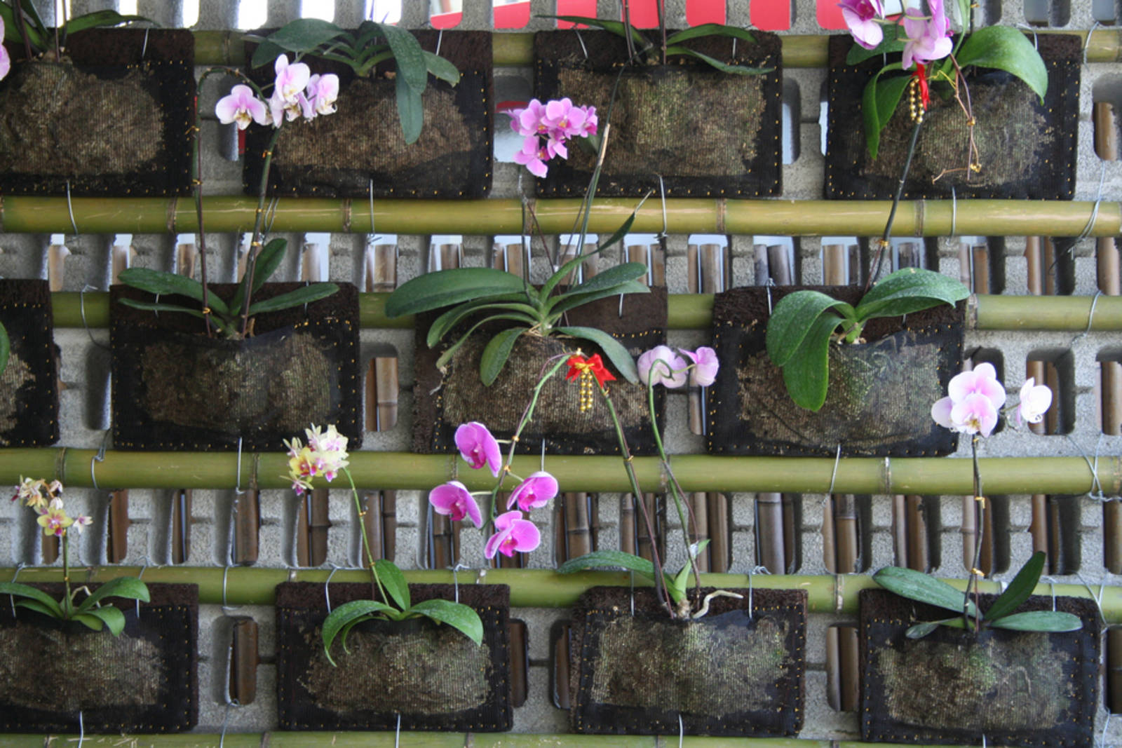 懷舊臺語老歌-邱蘭芬