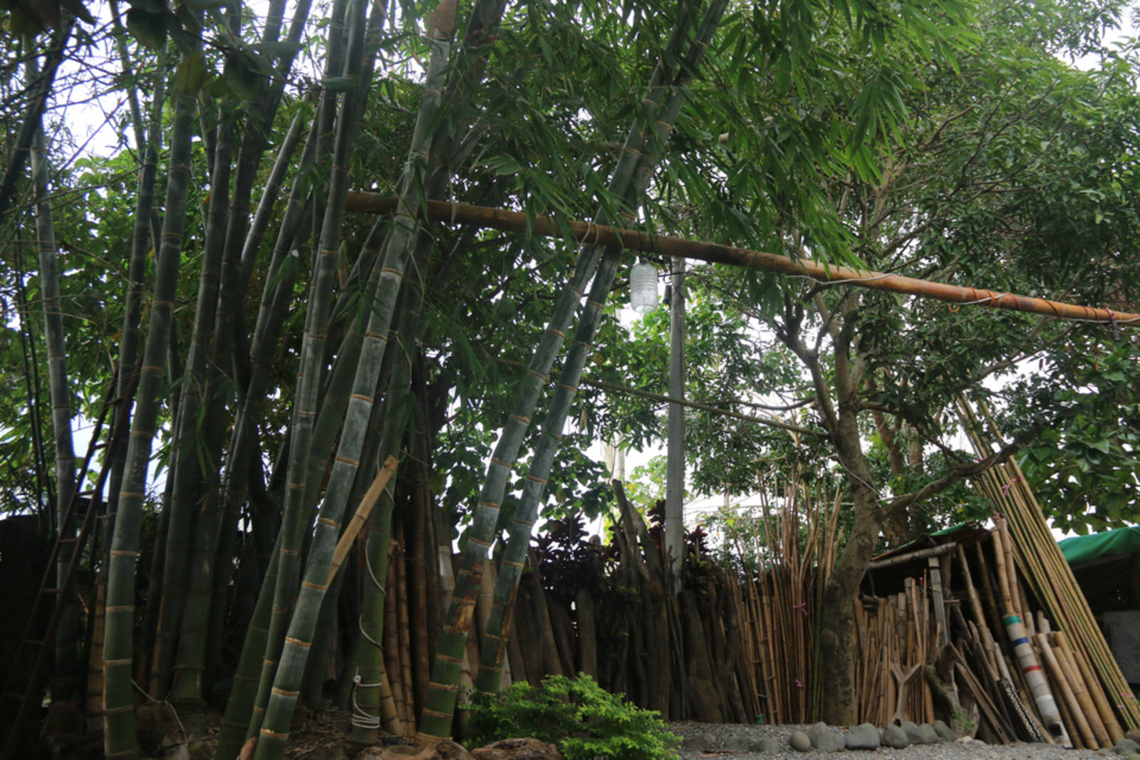 歹竹出好筍，好竹出痀崙