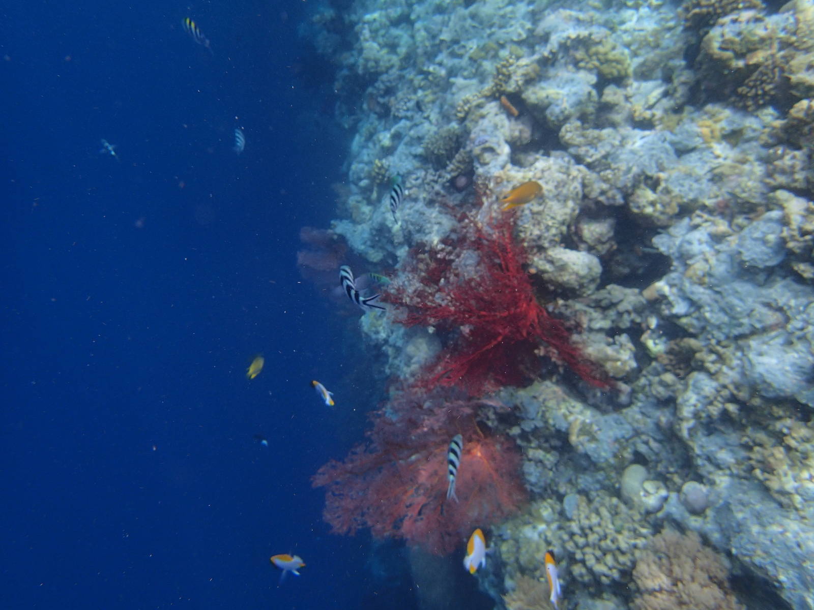 海底美麗世界~珊瑚環礁
