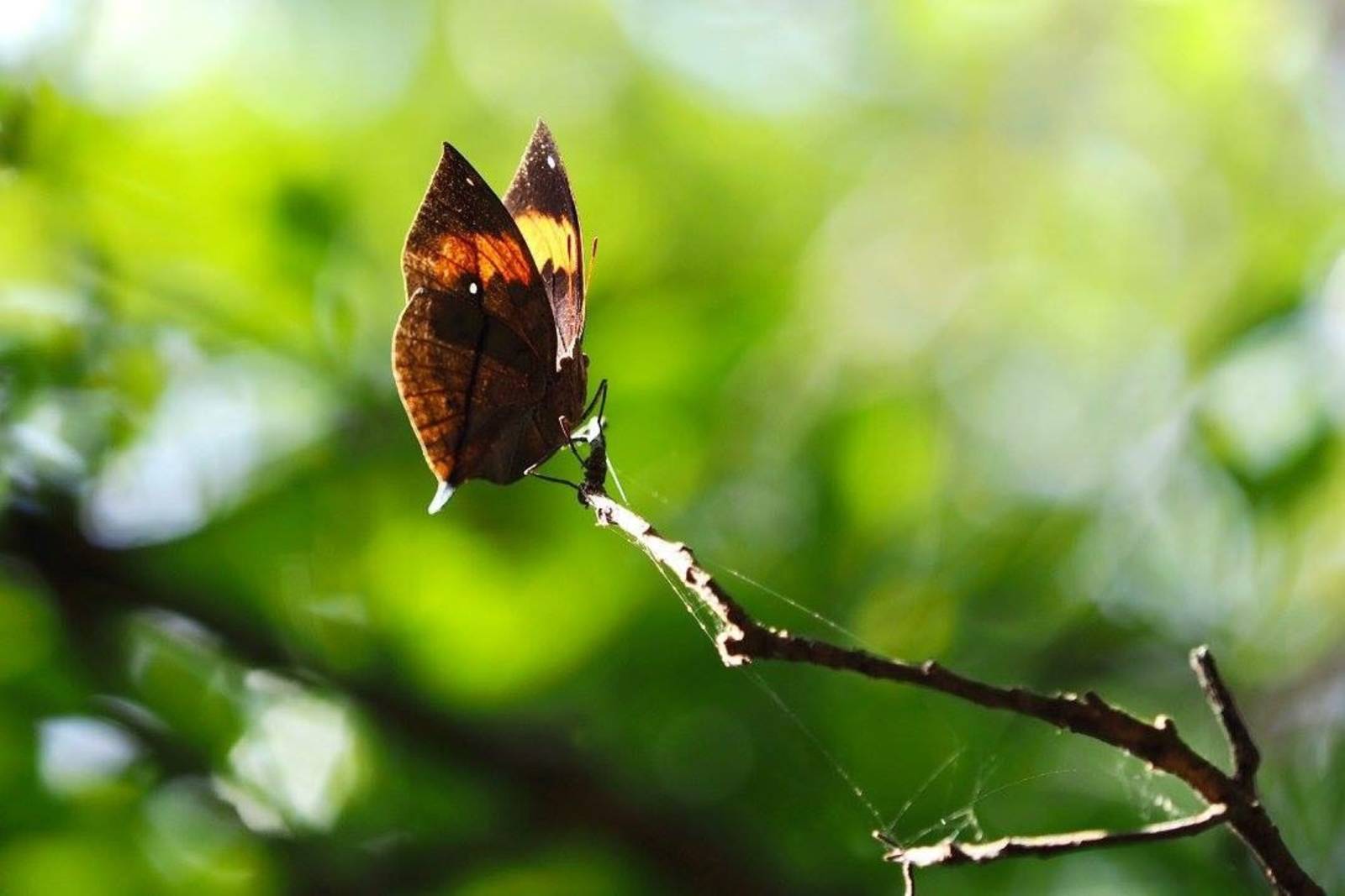 南來北往的紫斑蝶-國道開道