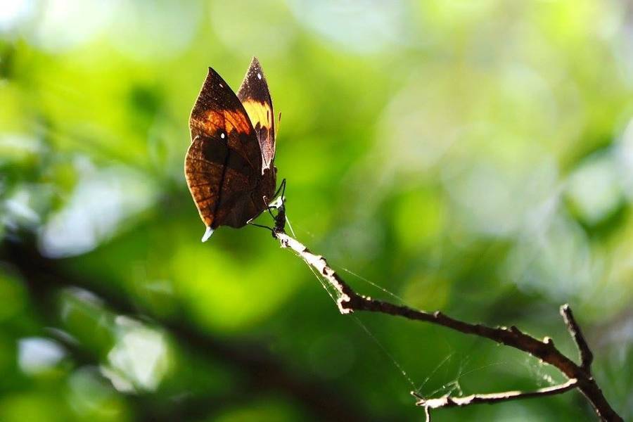南來北往的紫斑蝶-國道開道