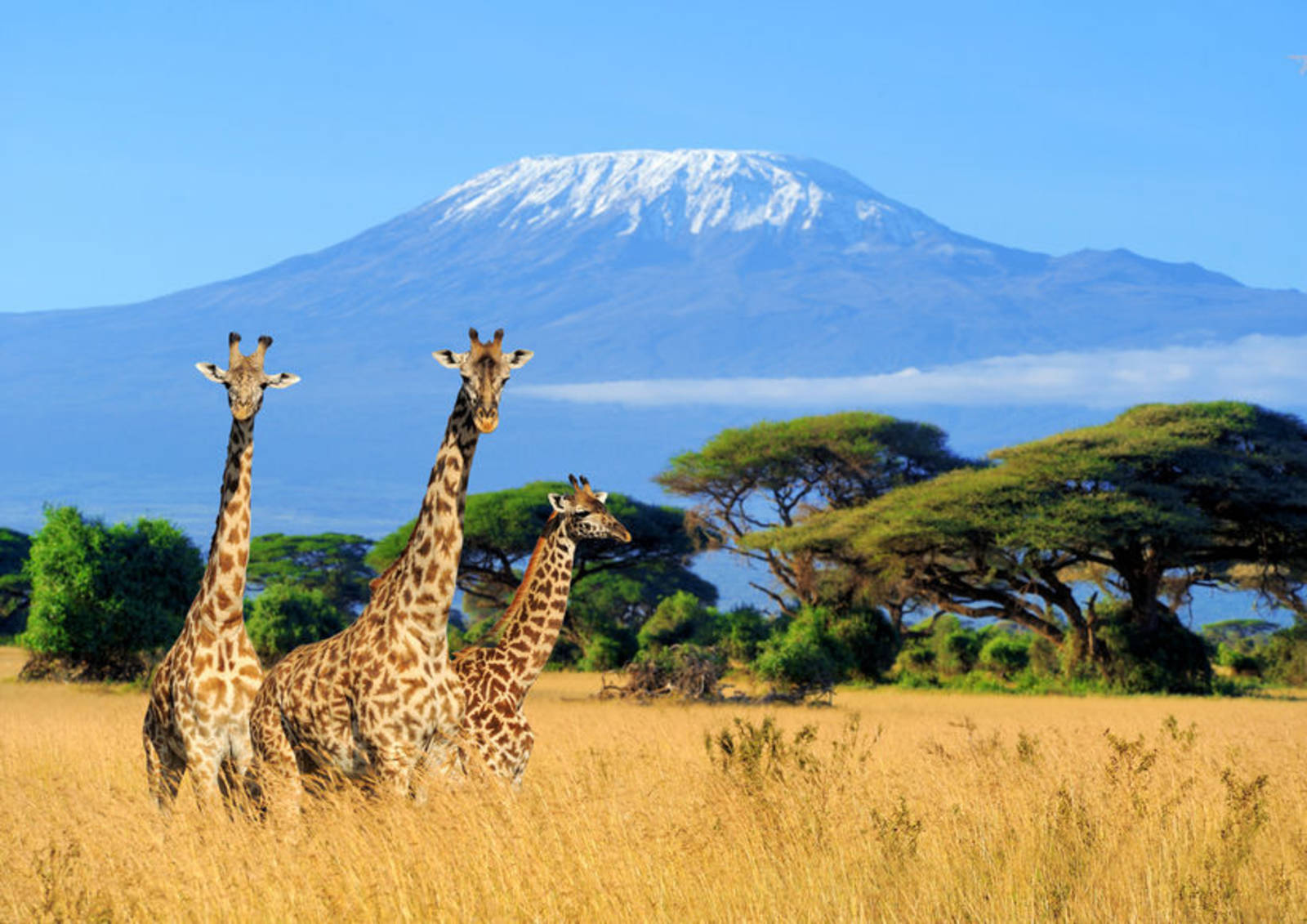 野生動物的天堂--肯亞
