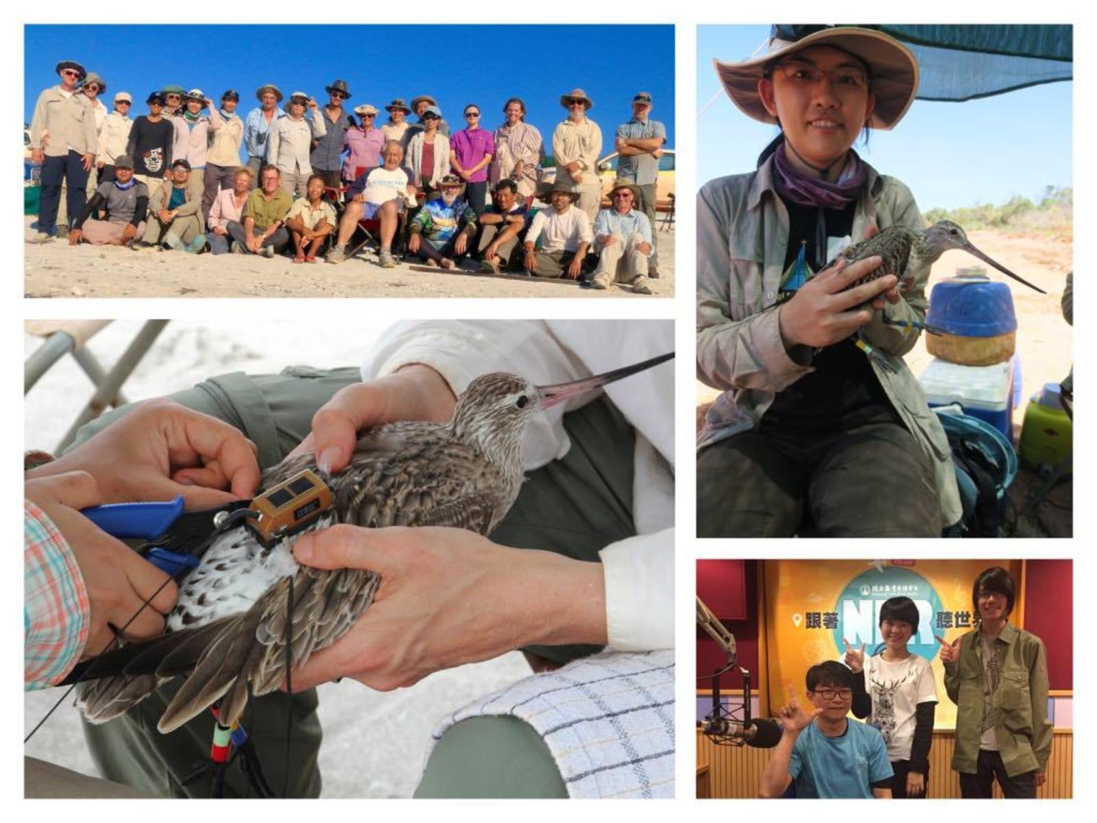 探索候鳥遷徙足跡到澳洲去