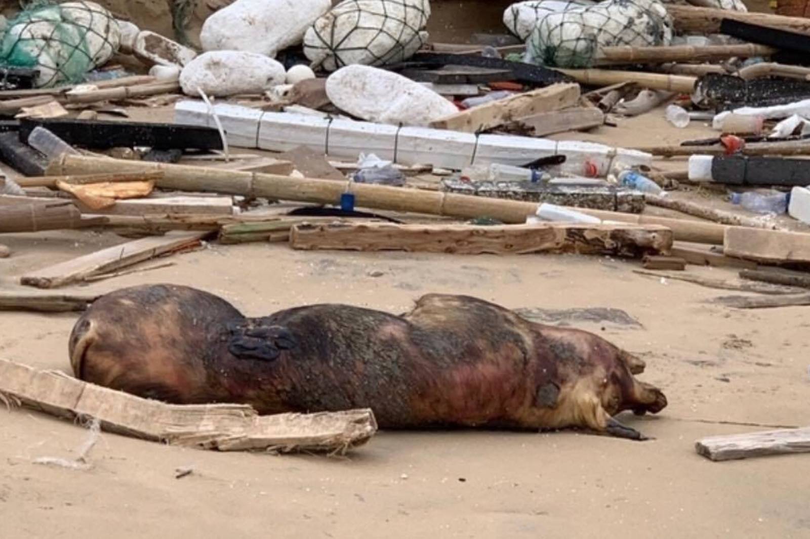 注意!豬瘟不會傳染人好嗎?