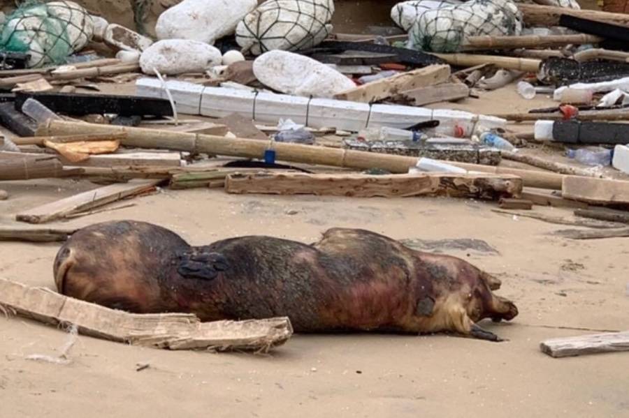 注意!豬瘟不會傳染人好嗎?