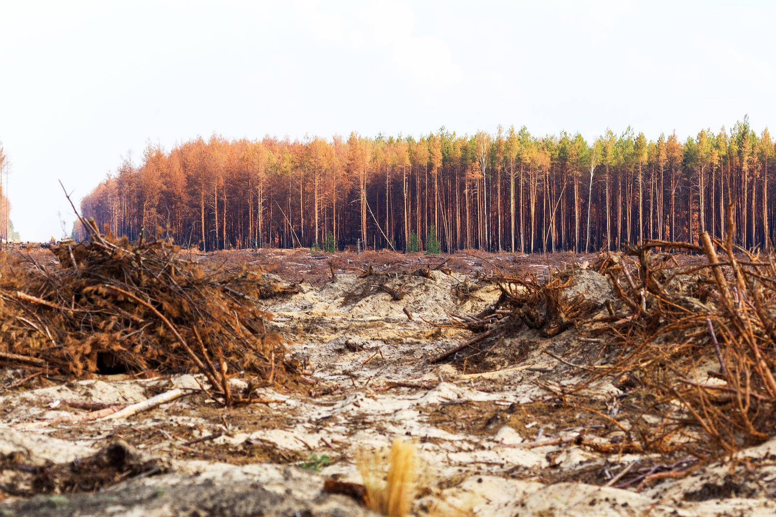 誰是全世界的大公敵？