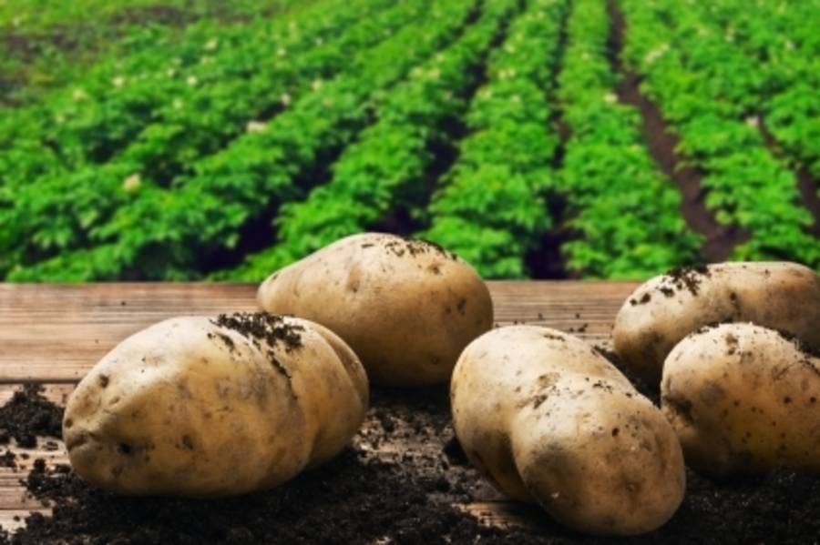 馬鈴薯的營養價值