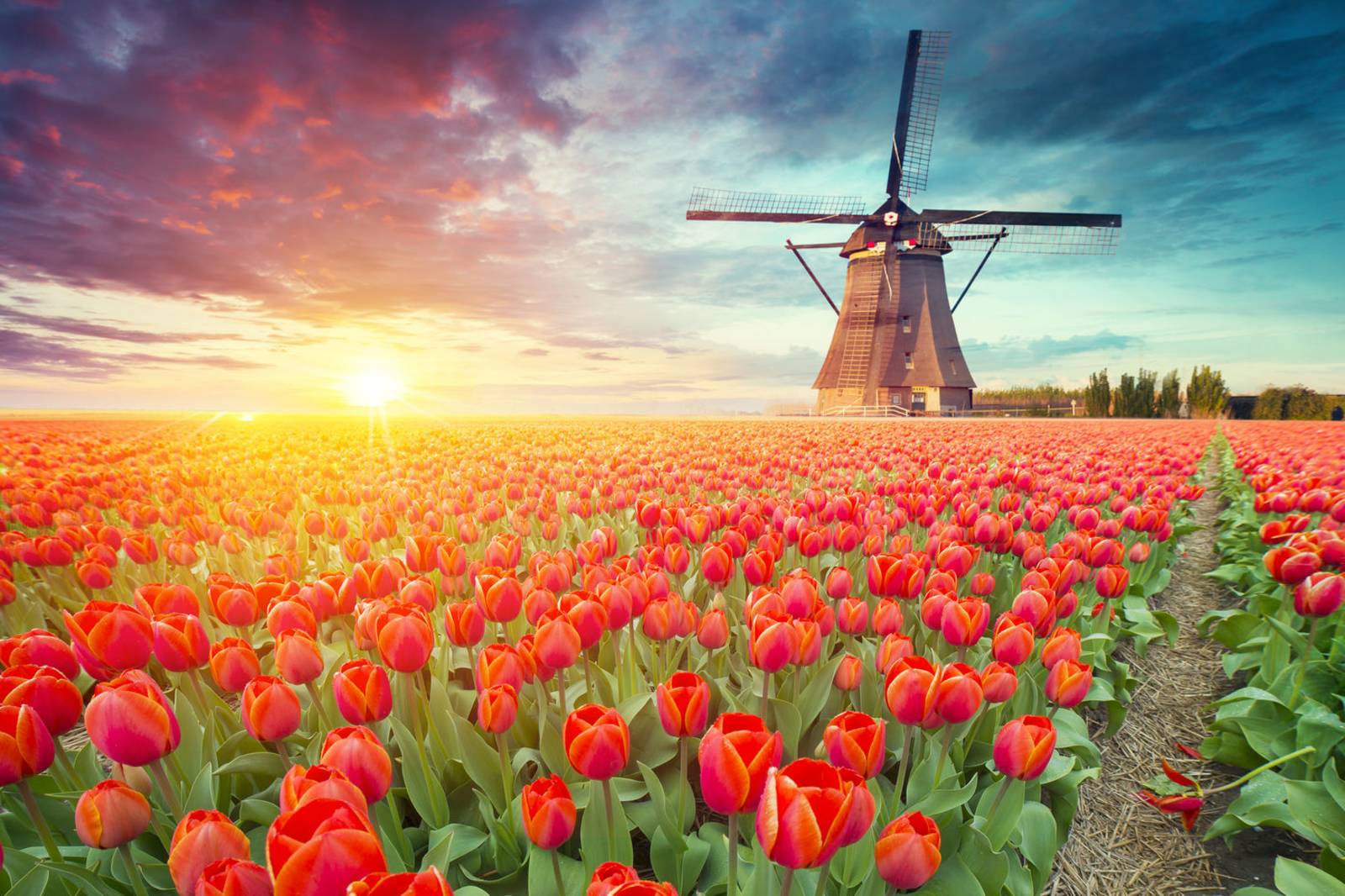 「荷」你對話－荷蘭