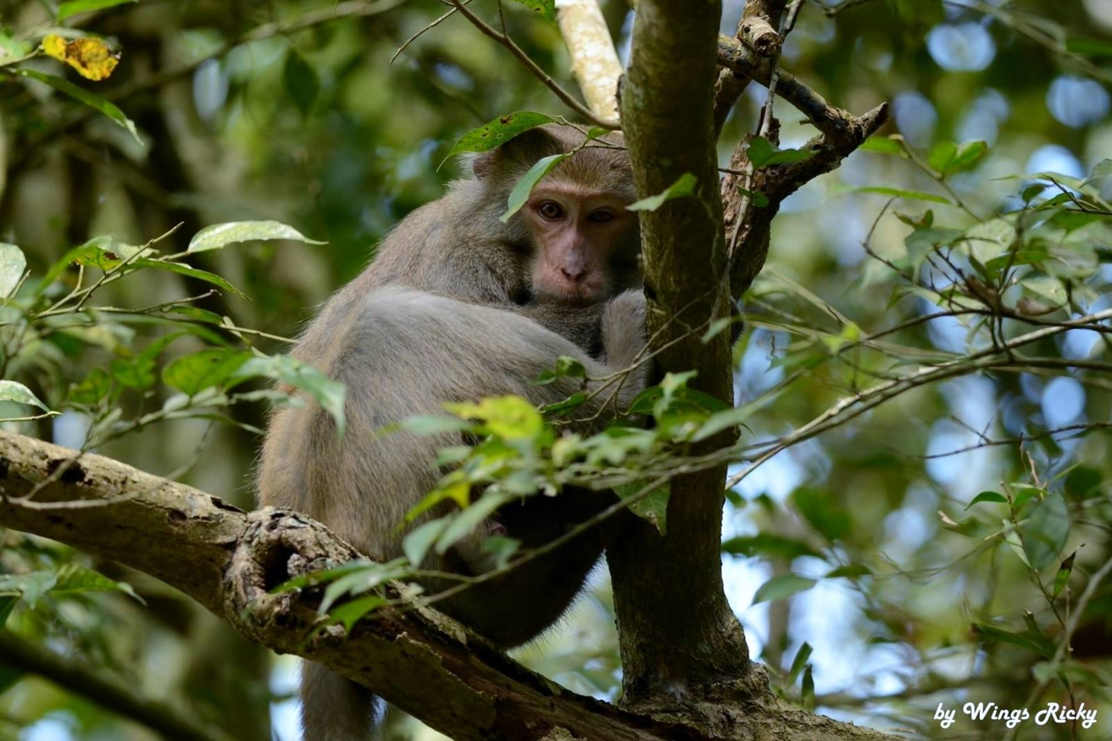 山神爺爺好煩惱