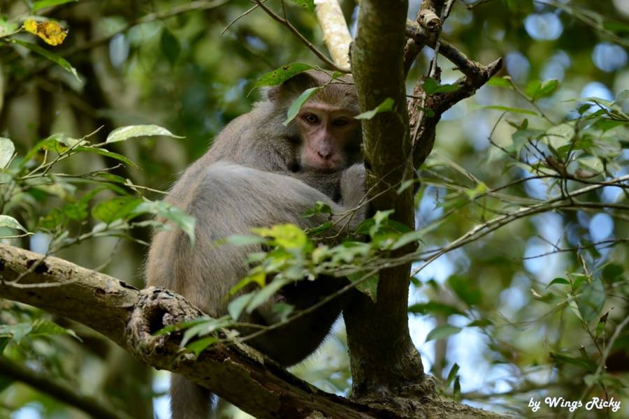 山神爺爺好煩惱