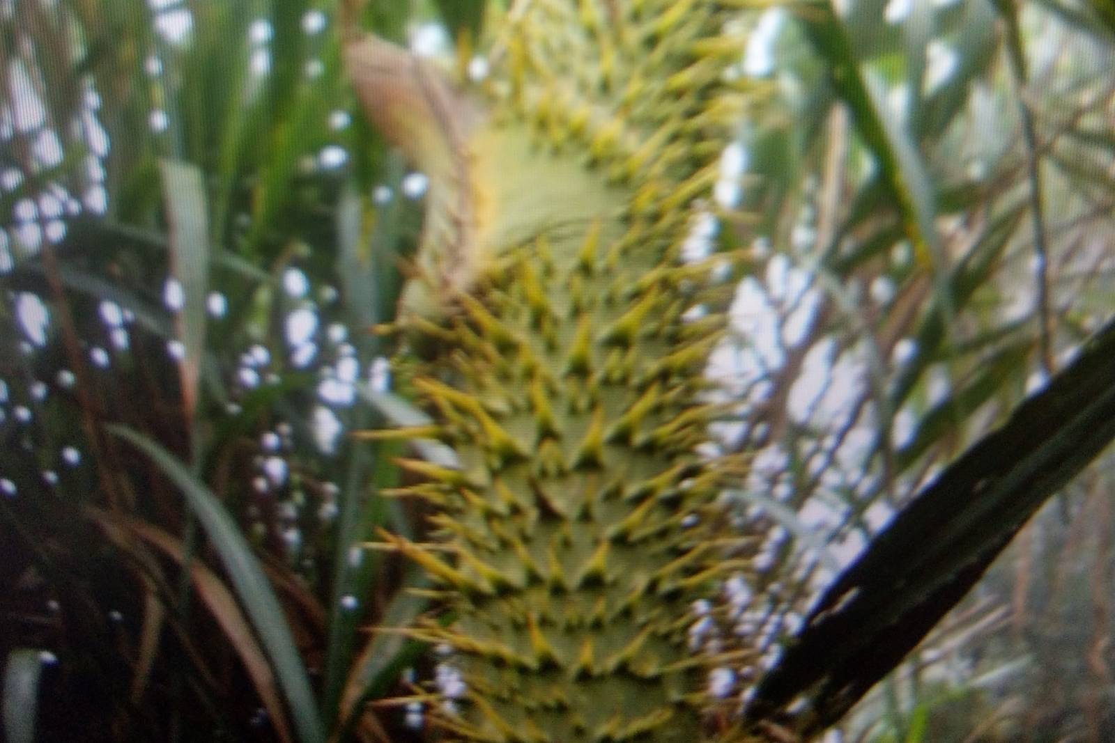 爸母揹囝用揹巾，後母揹囝用刺藤