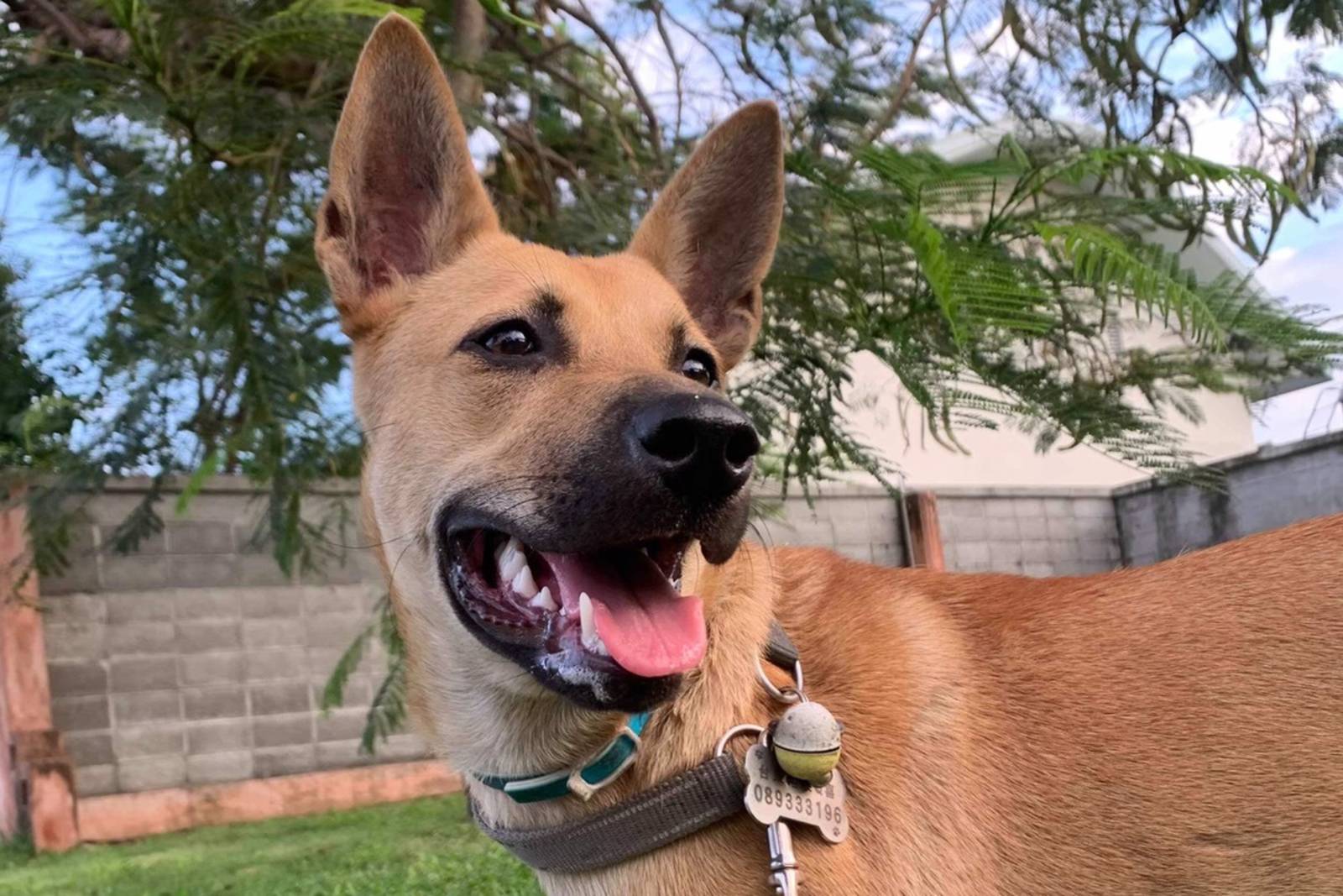 狗吠火車-無路用