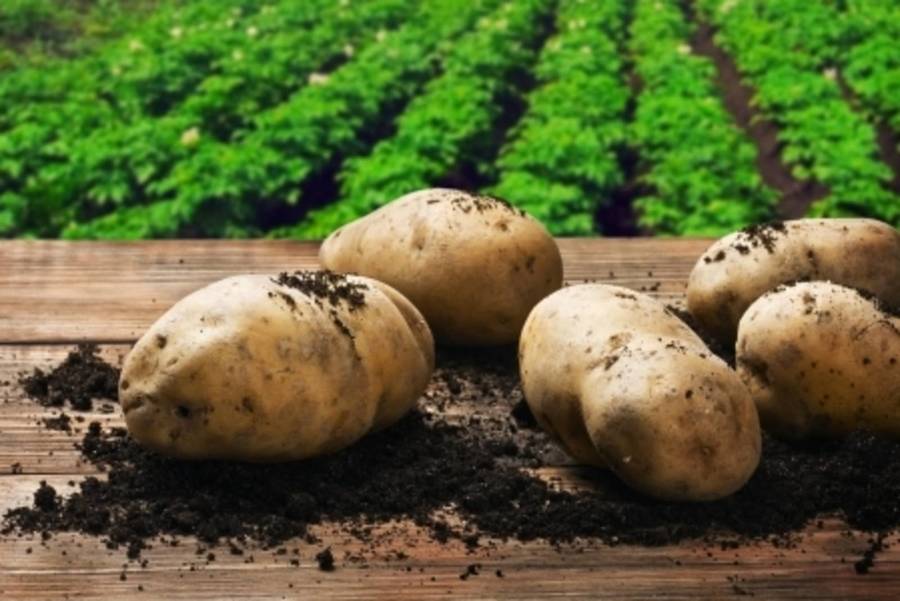 有機食物可以生食嗎?