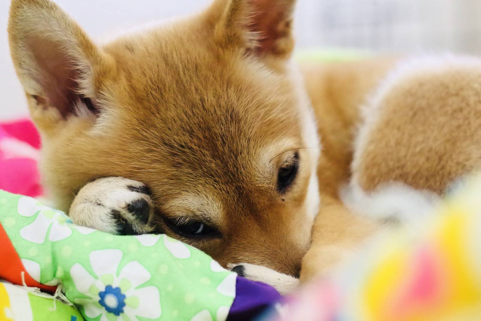 故事寶盒-丸子三兄弟