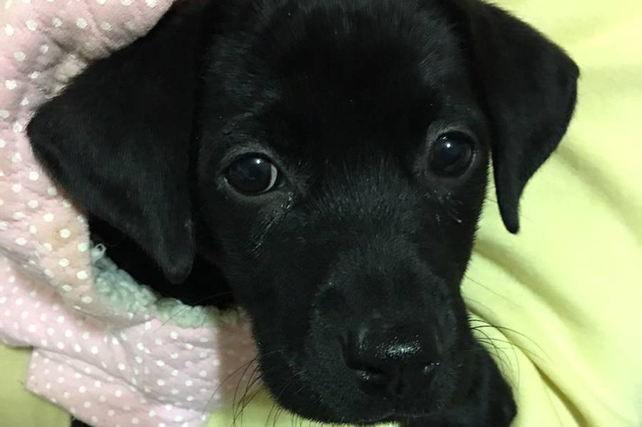 愛護動物Let's go