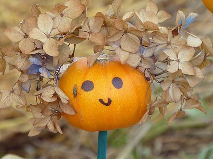 焦桐談飲食文學-南瓜