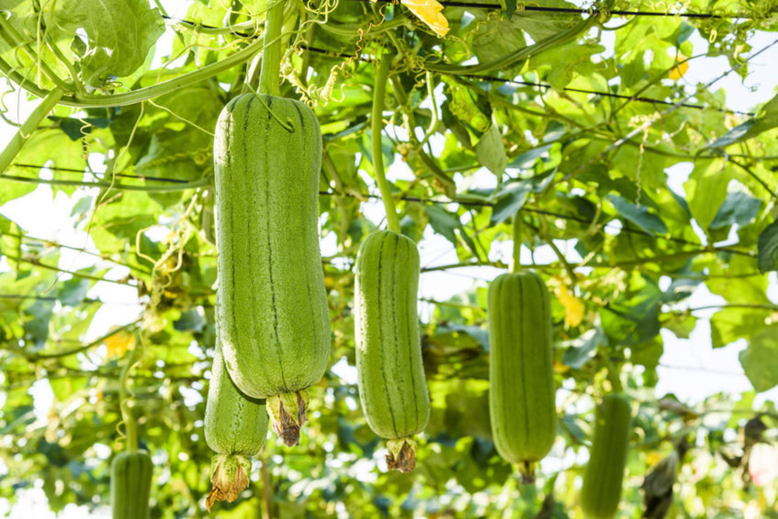 焦桐談飲食文學-絲瓜