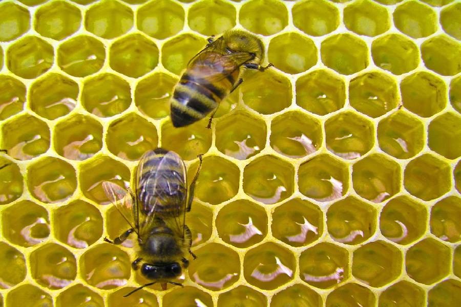 團結力量大的蜜蜂