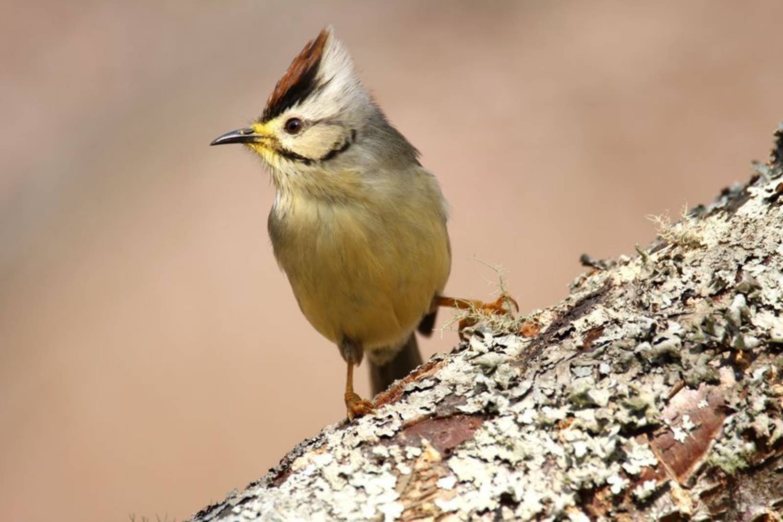 臺灣特有種冠羽畫眉