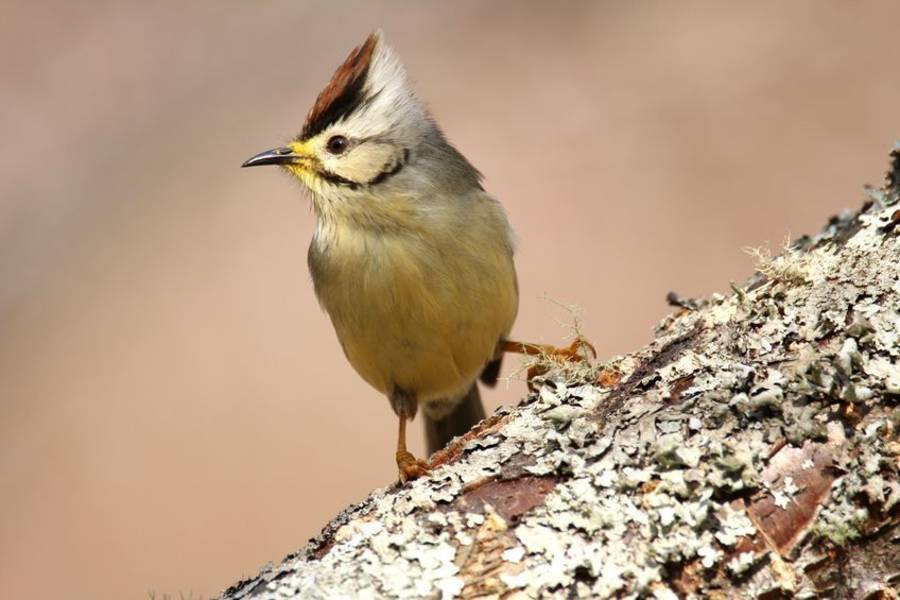 臺灣特有種冠羽畫眉
