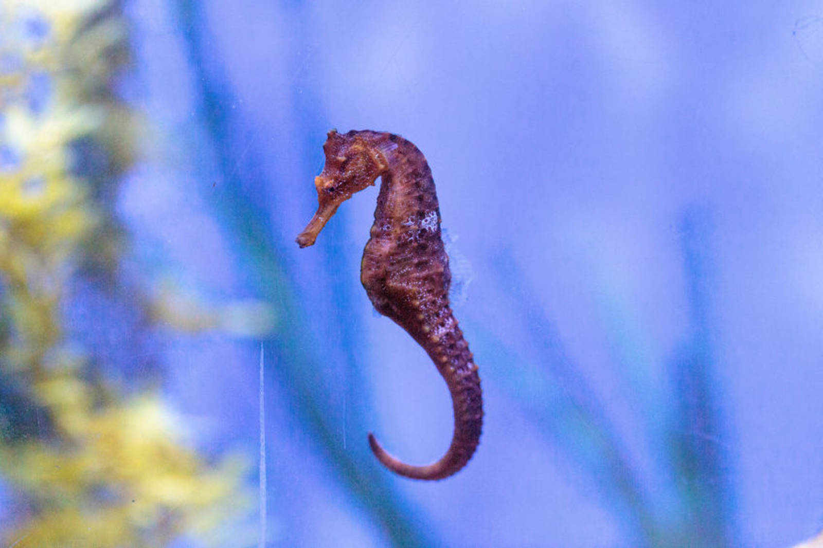 大海裡的迷你魚海馬