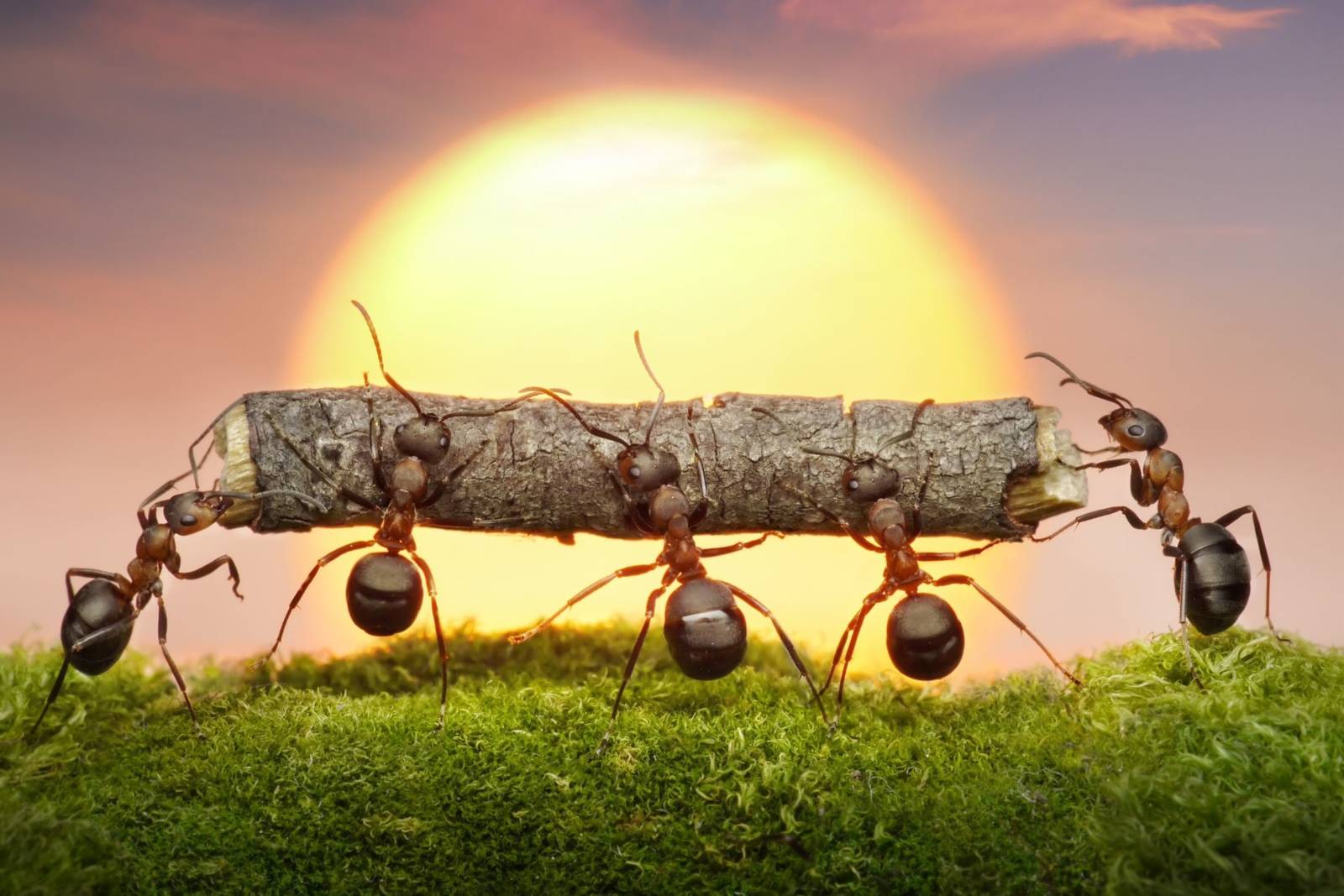 《好鼻師變螞蟻》