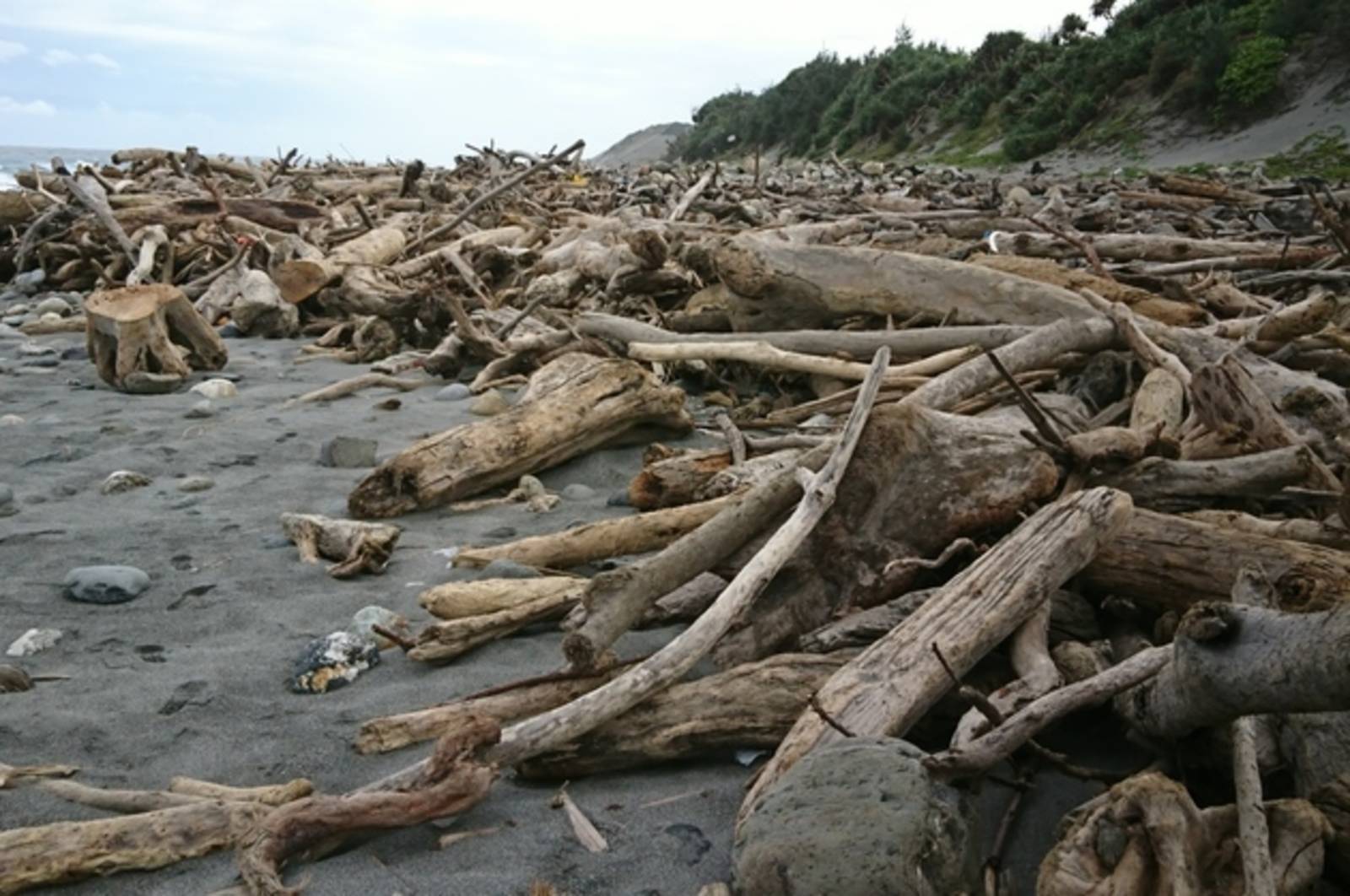 把海邊的石頭和飄流木帶回家，可以嗎？