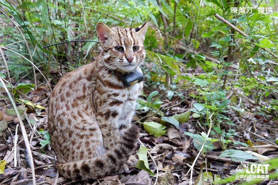 臺灣石虎的生態與保育