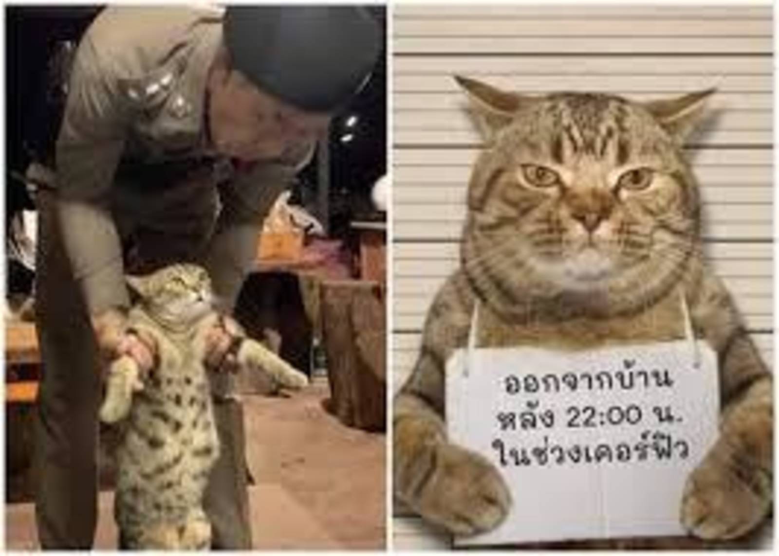 泰警逮捕違反宵禁的斑貓?貓很可愛.但消息是假的!